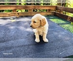 Small #5 Goldendoodle