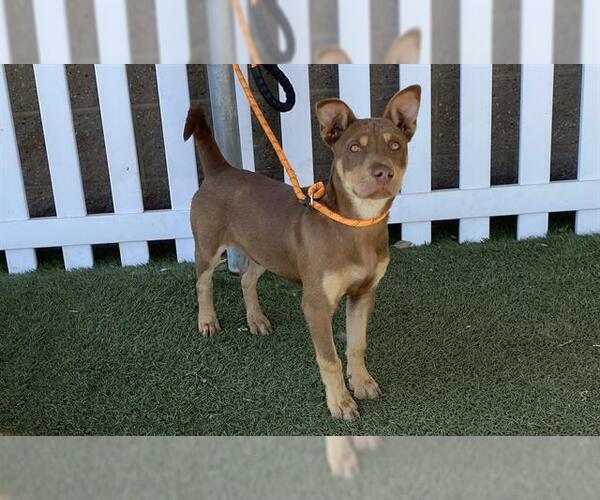 Medium Photo #1 Siberian Husky-Unknown Mix Puppy For Sale in Modesto, CA, USA