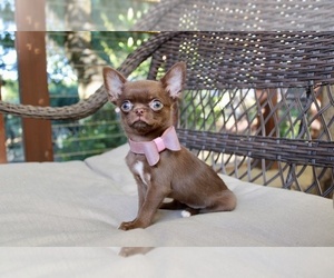 Chihuahua Puppy for Sale in SAN JOSE, California USA