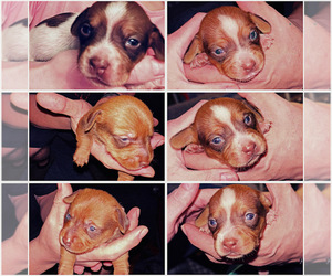 Chiweenie Puppy for sale in PLANT CITY, FL, USA