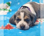 Small Photo #10 Beagle Puppy For Sale in COOS BAY, OR, USA