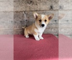 Small #14 Pembroke Welsh Corgi