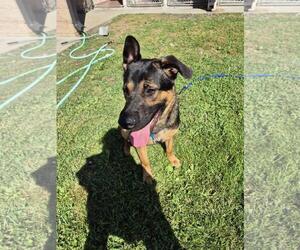 German Shepherd Dog-Unknown Mix Dogs for adoption in Front Royal, VA, USA
