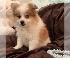 Pomeranian Puppy for sale in GREENWOOD, IN, USA