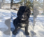 Puppy 0 Bernedoodle