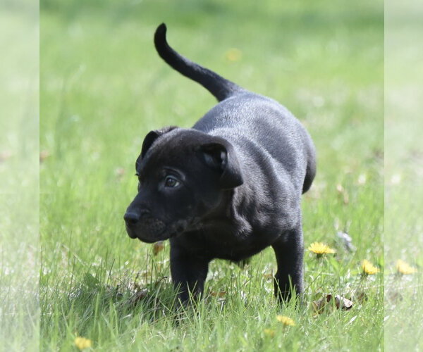 Medium Photo #3 Mutt Puppy For Sale in Mechanicsburg, PA, USA