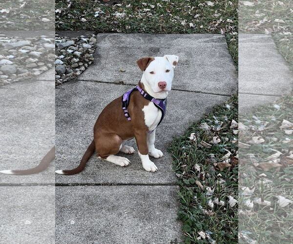 Medium Photo #9 American Pit Bull Terrier-Unknown Mix Puppy For Sale in Germantown, OH, USA