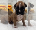Small #4 Boxer
