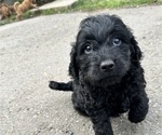 Small Photo #1 Goldendoodle-Poodle (Miniature) Mix Puppy For Sale in BONNEY LK, WA, USA