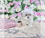 Small Photo #31 Maltese Puppy For Sale in HAYWARD, CA, USA