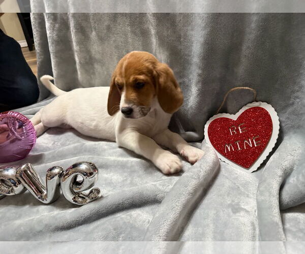Medium Photo #6 Beagle-German Shepherd Dog Mix Puppy For Sale in Texarkana, TX, USA