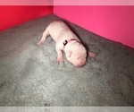Small Photo #4 American Bulldog Puppy For Sale in HOUSTON, TX, USA