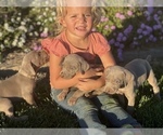 Small Photo #6 Weimaraner Puppy For Sale in WILLOWS, CA, USA