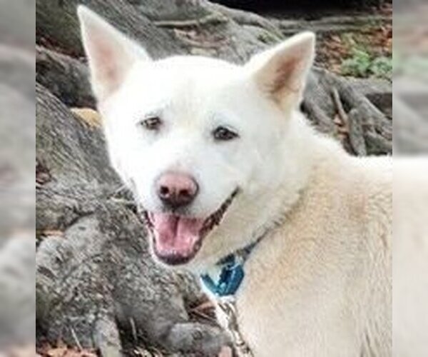 Medium Photo #1 Akita Puppy For Sale in Spring Lake, NC, USA