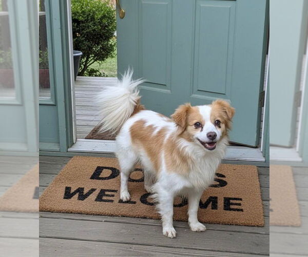 Medium Photo #1 Chion Puppy For Sale in Emmett, ID, USA