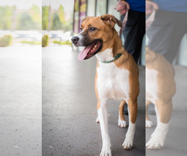 Medium Photo #3 Mutt Puppy For Sale in Royal Palm Beach, FL, USA