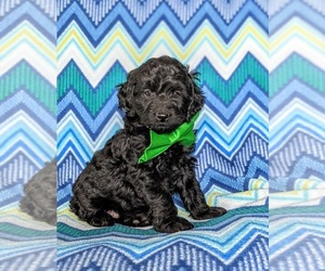 Cock-A-Poo-Poodle (Miniature) Mix Puppy for sale in LINCOLN UNIVERSITY, PA, USA
