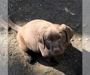 Labrador Retriever Puppy for sale in EVANSDALE, IA, USA