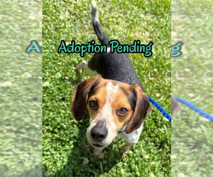 Beagle Dogs for adoption in Dunnellon, FL, USA