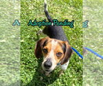 Small Beagle