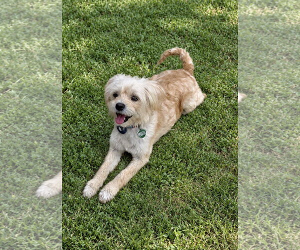 Medium Photo #1 Maltese-Unknown Mix Puppy For Sale in Lake Elsinore, CA, USA