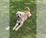 Odette aka Hair Do - Female Maltese-Unknown Mix Dog for Adoption - Small photo