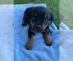 Small Photo #7 Rottweiler Puppy For Sale in ORLAND, CA, USA