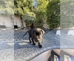 Small #3 Cane Corso