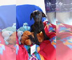 Small Chiweenie