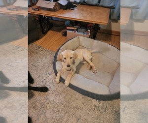 Labrador Retriever Puppy for sale in PRINCETON, MN, USA