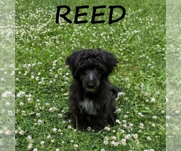 Medium Photo #2 YorkiePoo Puppy For Sale in HARTLAND, MN, USA