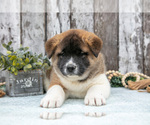 Small #1 Akita