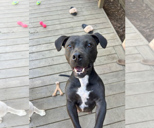 Medium Photo #3 American Pit Bull Terrier-Basset Hound Mix Puppy For Sale in The Woodlands, TX, USA