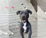 Small #2 American Pit Bull Terrier-Basset Hound Mix