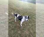 Small #2 Catahoula Leopard Dog Mix