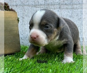American Bully Puppy for sale in BAKERSFIELD, CA, USA