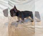 Puppy 3 French Bulldog