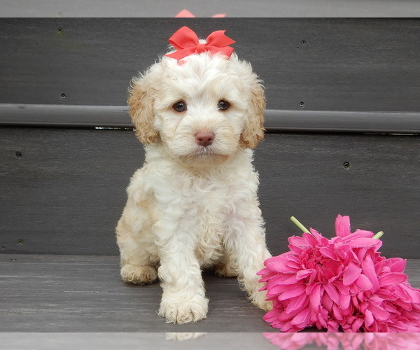 Medium Photo #1 Cockapoo (Miniature) Puppy For Sale in WOOSTER, OH, USA