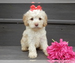 Image preview for Ad Listing. Nickname: Trixie