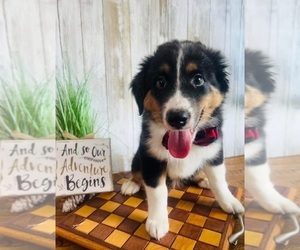 Medium Australian Shepherd