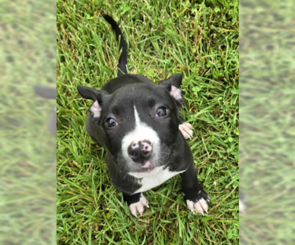 Medium Photo #1 American Pit Bull Terrier-American Staffordshire Terrier Mix Puppy For Sale in Frankenmuth, MI, USA