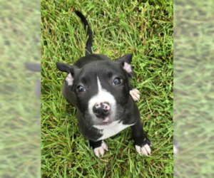 American Pit Bull Terrier-American Staffordshire Terrier Mix Dogs for adoption in Frankenmuth, MI, USA