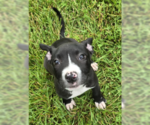 Small American Pit Bull Terrier-American Staffordshire Terrier Mix