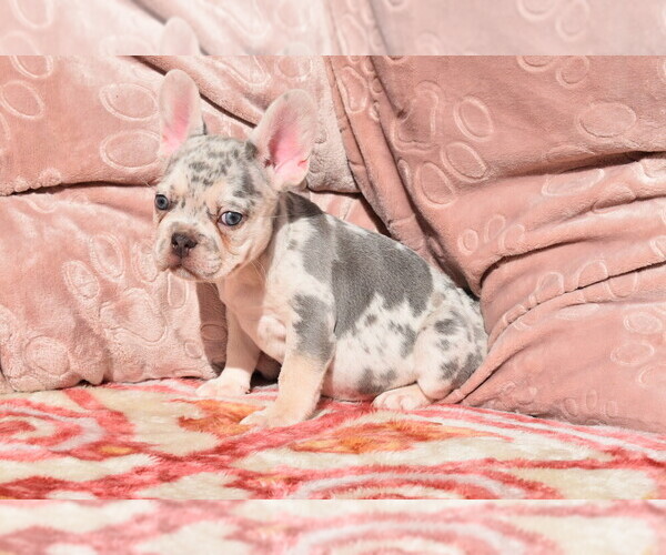 Medium Photo #5 French Bulldog Puppy For Sale in BAYTOWN, TX, USA