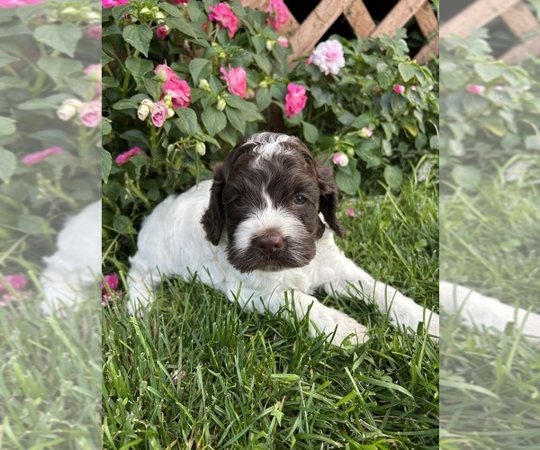 Medium Photo #1 Cockapoo (Miniature) Puppy For Sale in PENN YAN, NY, USA