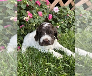 Cockapoo (Miniature) Puppy for sale in PENN YAN, NY, USA