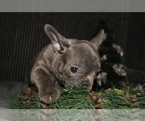 French Bulldog Puppy for sale in TAMPA, FL, USA