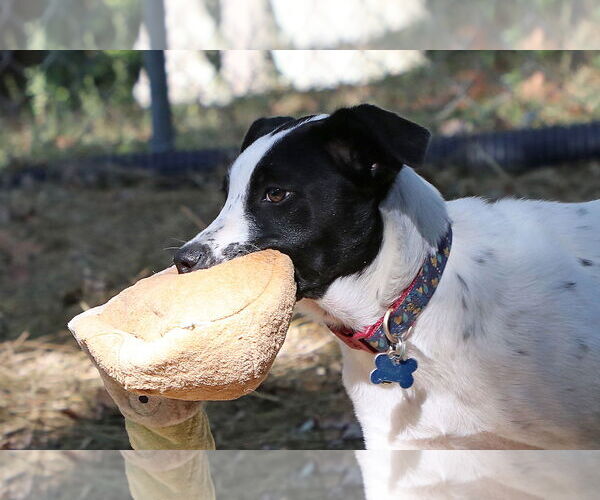 Medium Photo #3 Pointer-Unknown Mix Puppy For Sale in Union, WV, USA