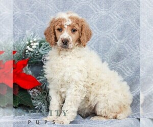 Poodle (Standard) Puppy for sale in LANCASTER, PA, USA