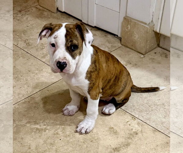 Medium Photo #3 American Bulldog Puppy For Sale in Boca Raton, FL, USA